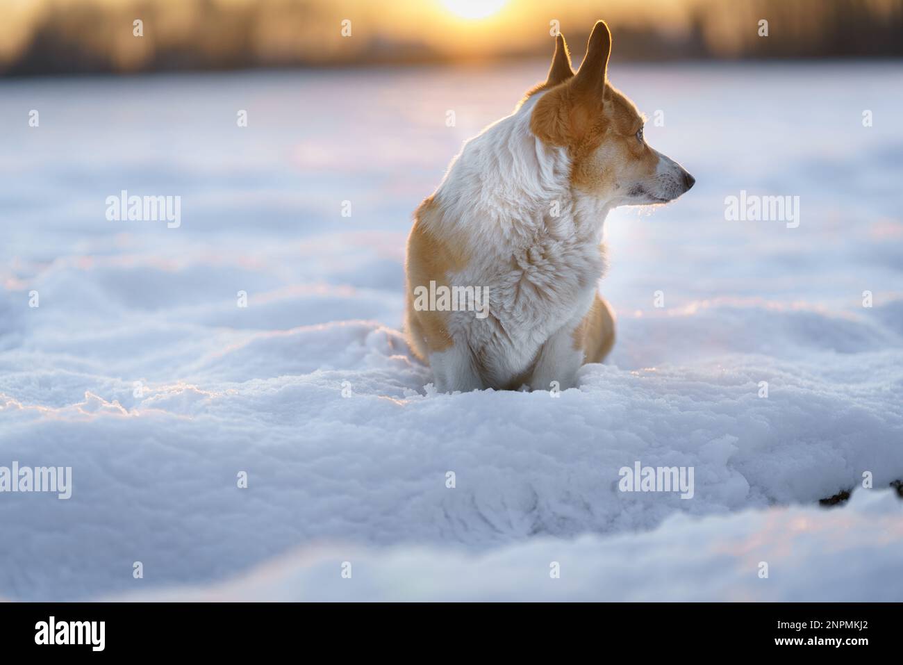 Chien de Pembroke gallois Corgi dans un paysage d'hiver au coucher du soleil. Joyeux chien dans la neige Banque D'Images
