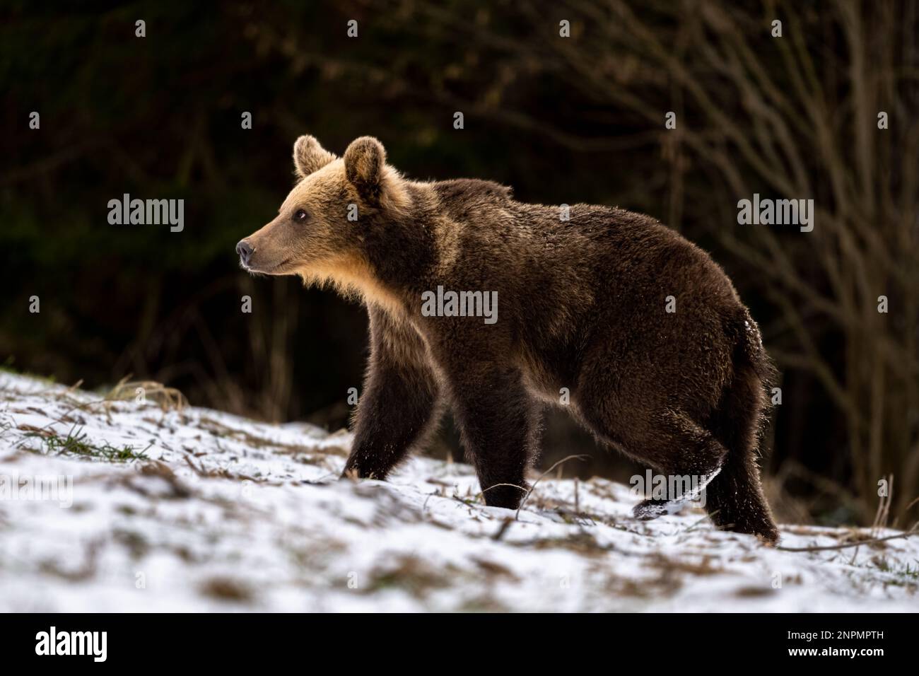 Ours brun, Ursus arctos. Montagnes de Bieszczady, Carpates, Pologne. Banque D'Images
