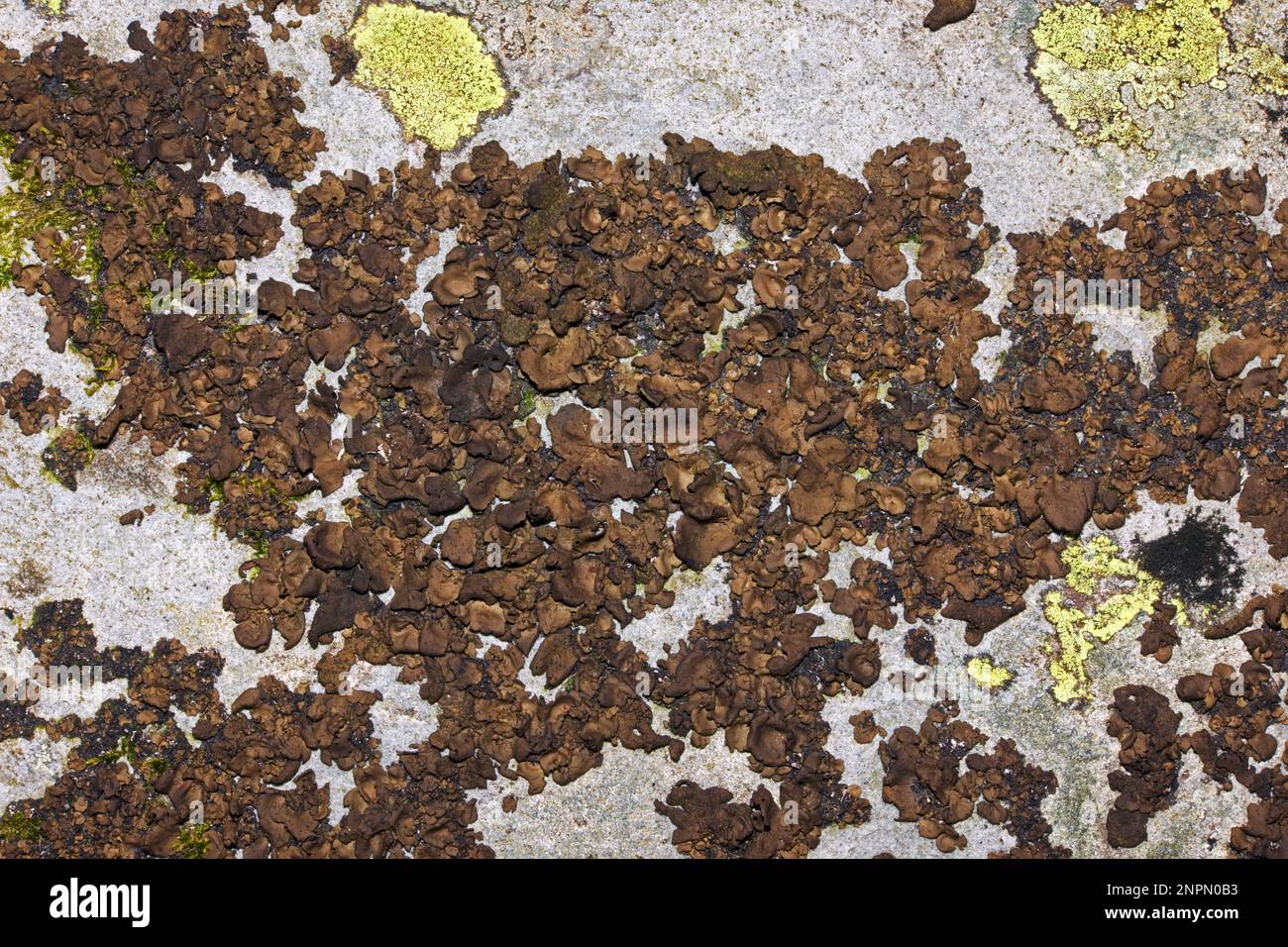 Umbilicaria polyphylla (tripe rocheuse péturée) pousse sur des roches exposées dans les habitats arctiques-alpins. Il est largement distribué. Banque D'Images