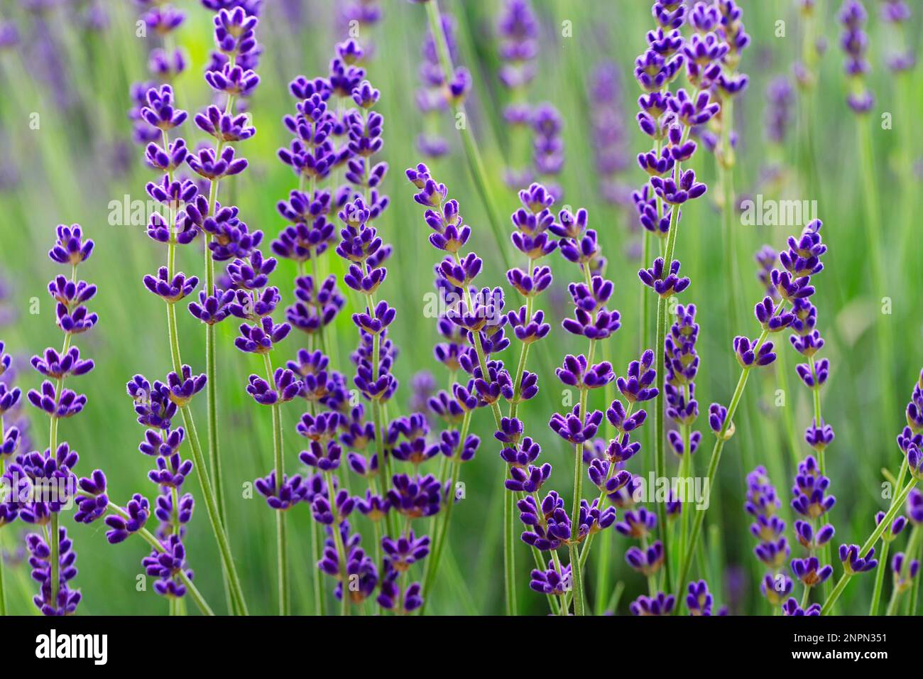 Lavande pourpre en fleurs dans le jardin. Champ de lavande en été. Aromathérapie. Fond floral. Banque D'Images