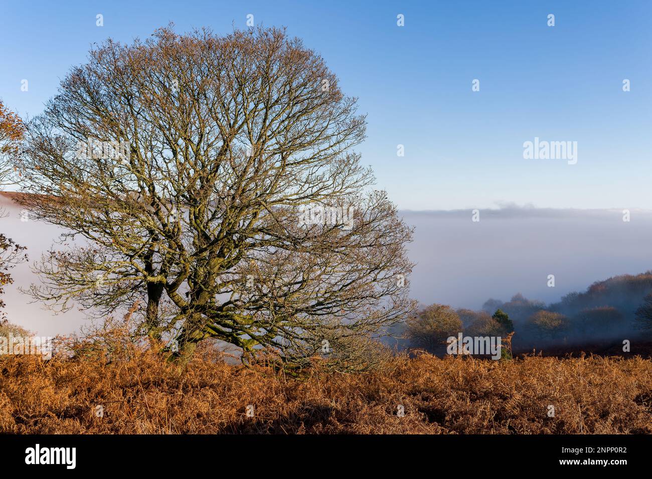 Montagnes grimpant au-dessus d'une mer de brouillard et de nuages (pain de sucre, Brecon Beacons, pays de Galles) Banque D'Images
