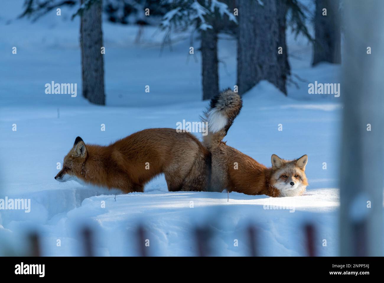 Deux renards rouges (mâles femelles Vulpes) vus en position d'accouplement lors de la lutte contre la posture pendant la saison d'hiver avec de la neige et un fond blanc. Banque D'Images