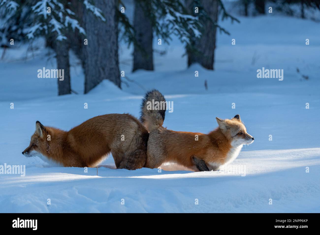 Deux renards rouges (mâles femelles Vulpes) vus en position d'accouplement pendant la saison d'hiver avec de la neige, fond blanc dans un environnement naturel et sauvage. Banque D'Images