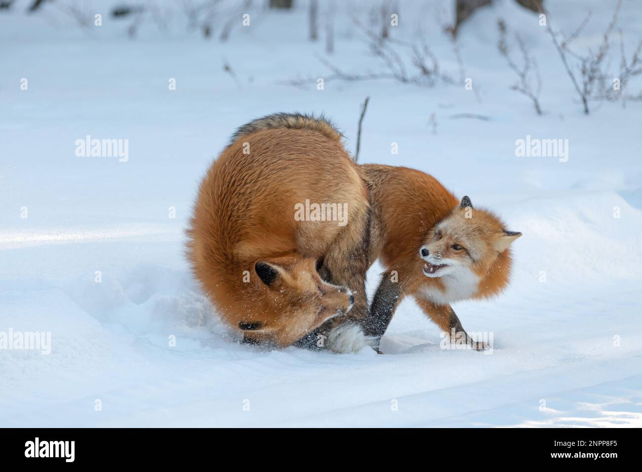 Deux renards rouges (mâles femelles Vulpes) vus en position d'accouplement lors de la lutte contre la posture pendant la saison d'hiver avec de la neige, fond blanc dans l'env naturel sauvage Banque D'Images