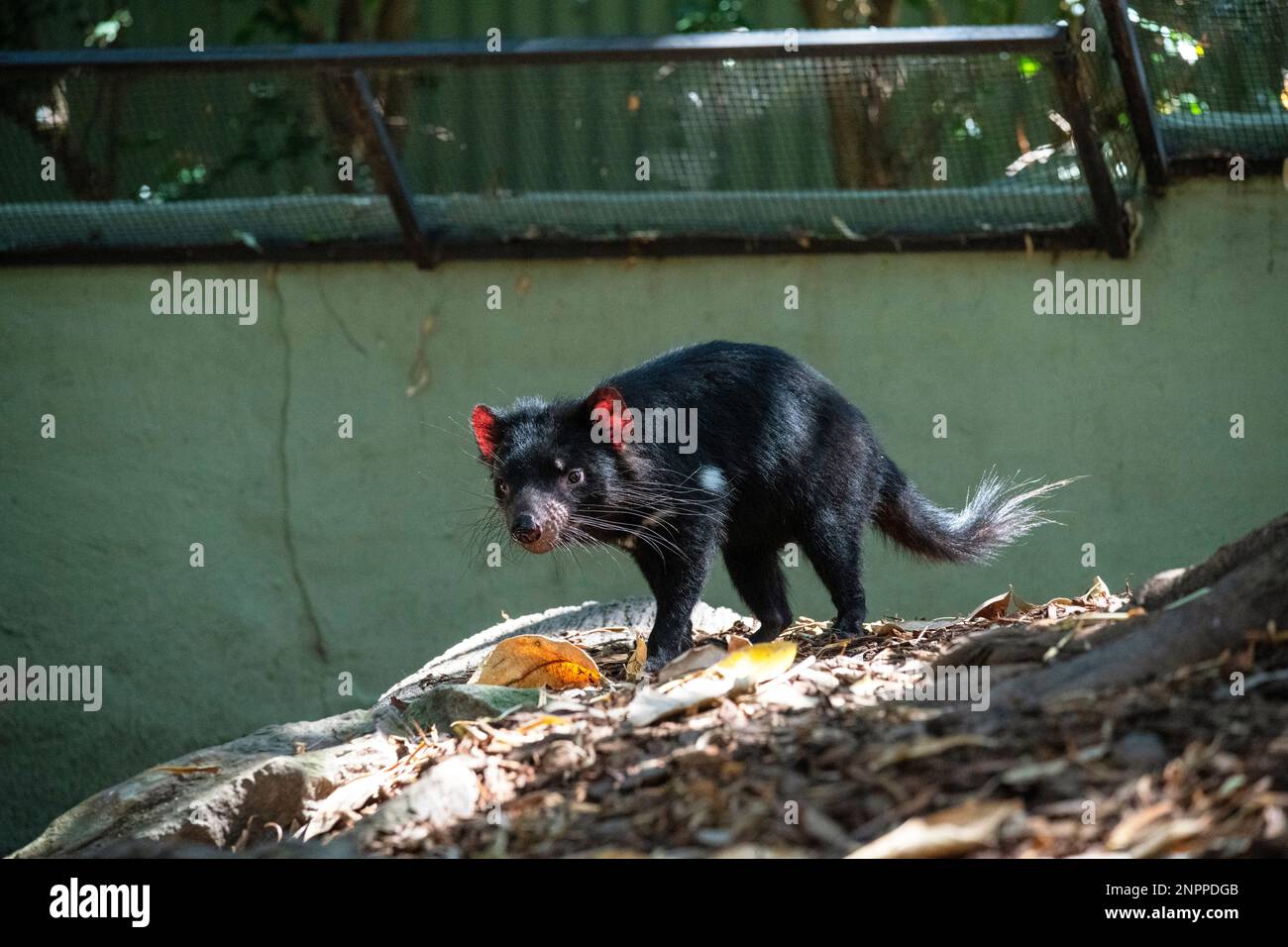 Diables de Tasmanie (Sarcophilus harrisii) dans un parc animalier de Sydney, Nouvelle-Galles du Sud, Australie. Le diable de Tasmanie est le plus grand marsupial carnivore vivant de la Banque D'Images