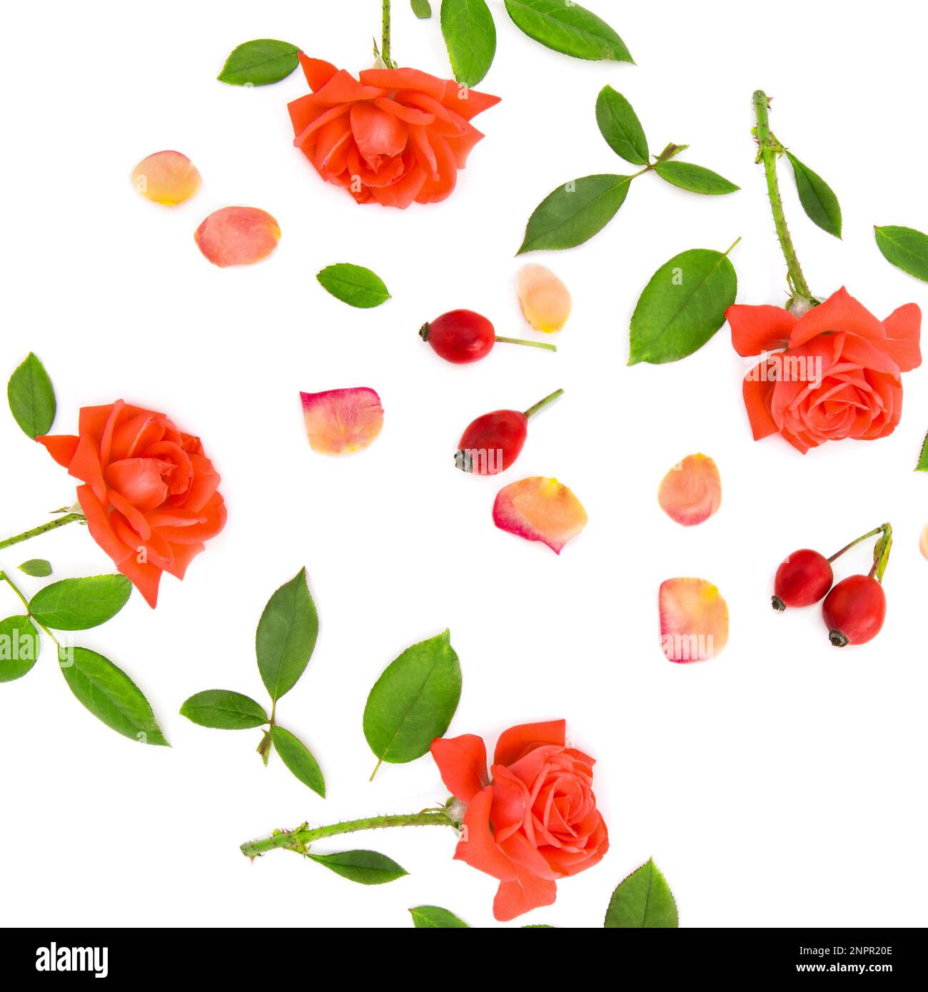 Fleurs et pétales de rose isolés sur fond blanc. Schéma d'une carte de vœux  Photo Stock - Alamy