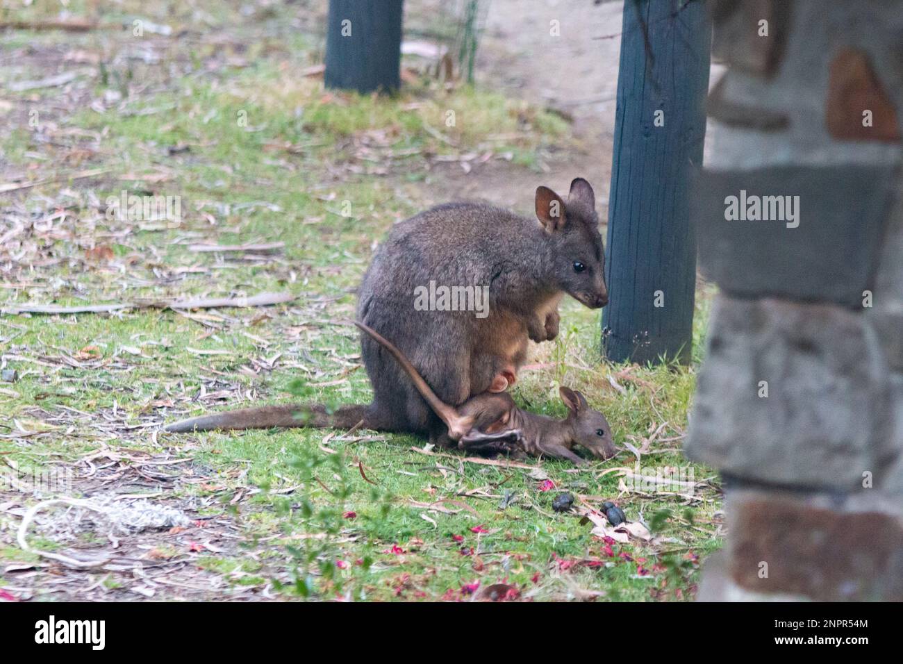 Femme tasmanienne pademelon et joey sur l'île de Bruny Banque D'Images