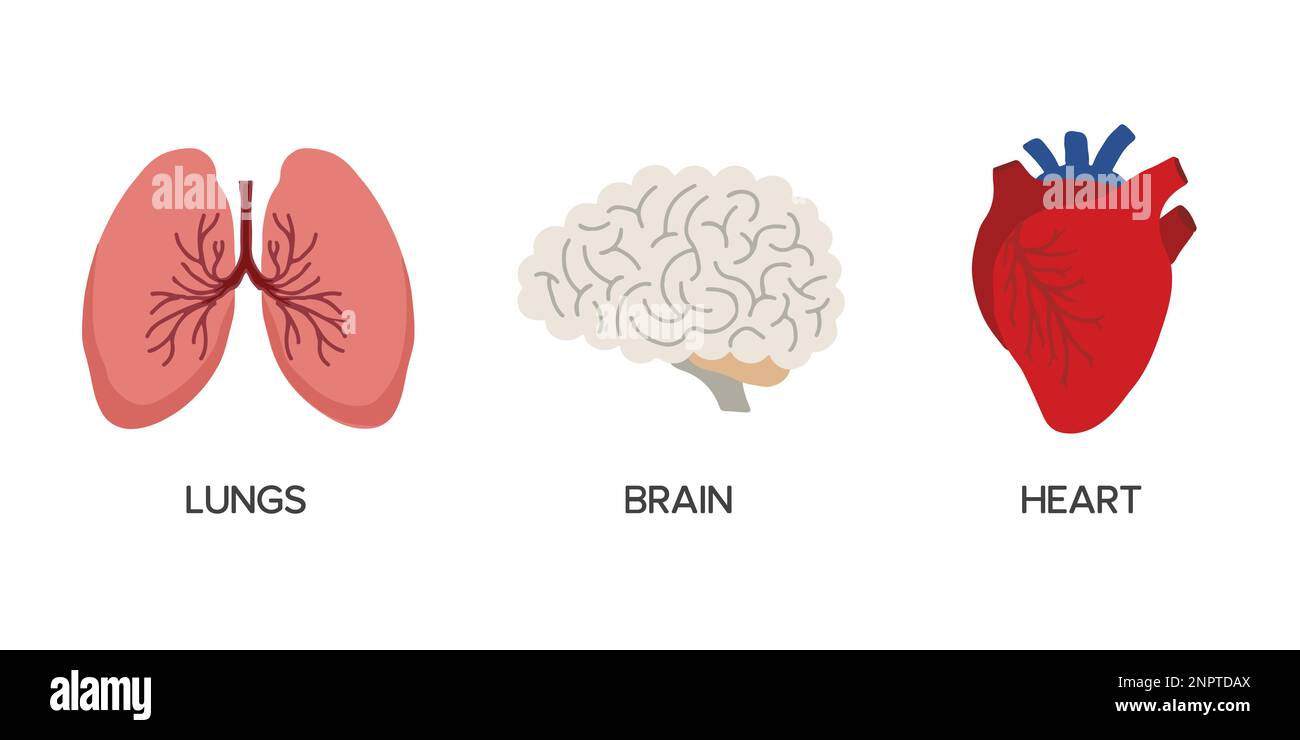 Organes internes humains, anatomie de dessin animé parties du corps cerveau, coeur et poumons, illustration vectorielle. Illustration de Vecteur