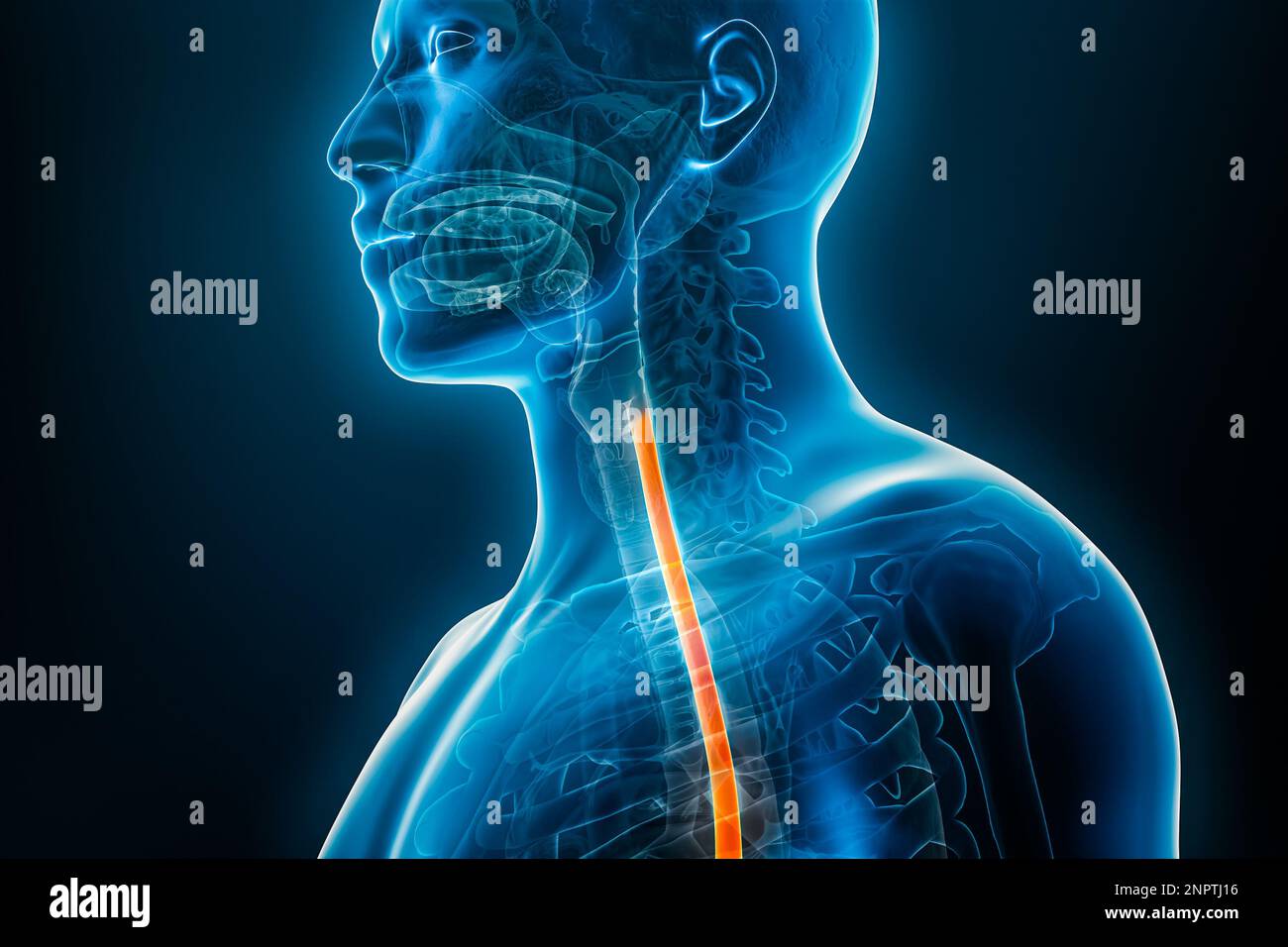 L'œsophage ou l'œsophage 3D présente un gros plan de l'illustration avec les contours du corps masculin. Anatomie humaine, oesophagite, reflux acide, système digestif, médical Banque D'Images