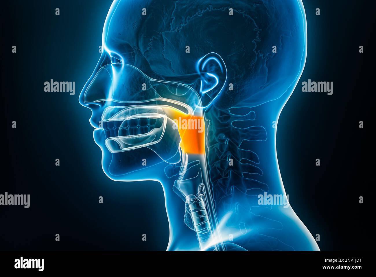 Vue latérale ou de profil par rayons X de l'illustration de rendu de l'oropharynx 3D avec contours de corps mâles. Anatomie humaine, médical, biologie, science, médecine, Banque D'Images