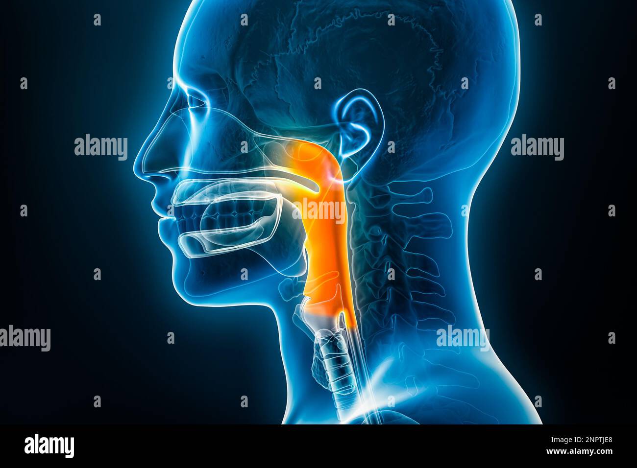 Vue latérale ou de profil de rayons X de l'illustration de rendu du pharynx 3D avec contours de corps mâles. Anatomie des organes humains, pharyngite, médical, biologie, science-fiction Banque D'Images