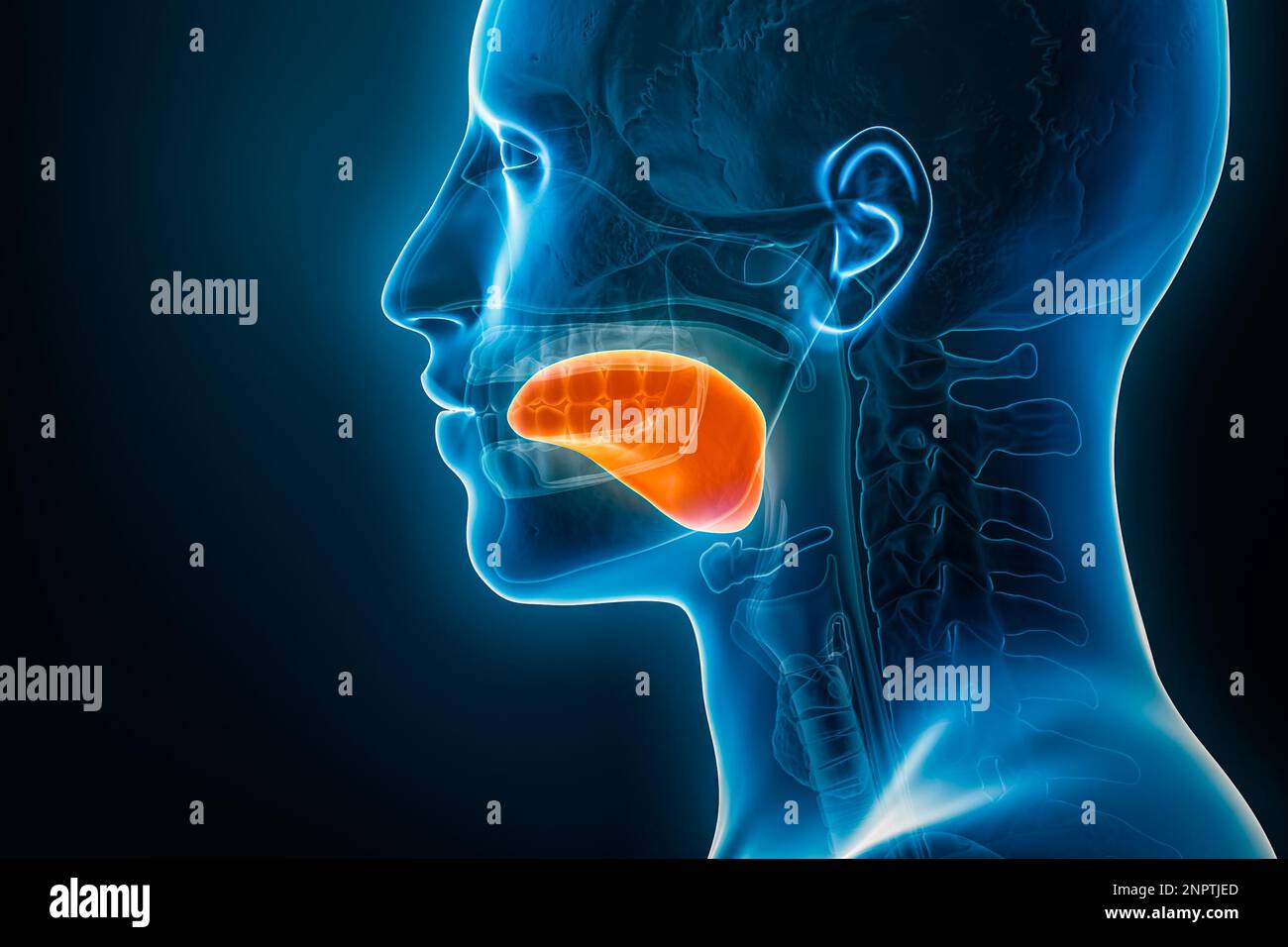 Vue latérale ou de profil de la languette 3D avec contours de corps mâles. Anatomie des organes humains, médical, biologie, science, médecine Banque D'Images