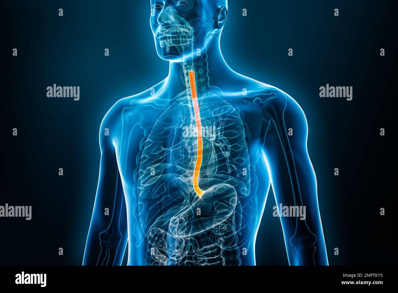 Vue avant à rayons X de l'œsophage ou de l'œsophage 3D avec le corps mâle. Anatomie des organes humains, oesophagite, système digestif, médical, Banque D'Images