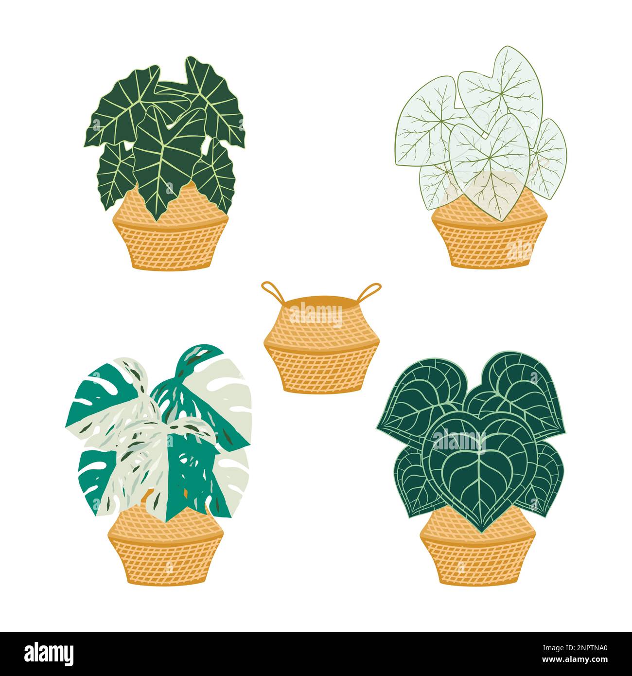Ensemble de plantes d'intérieur dans un panier en osier. Illustration de Vecteur