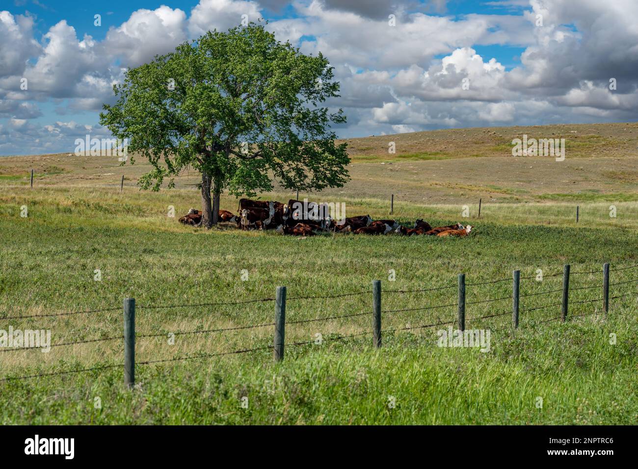 Un troupeau de bovins Hereford se reposant à l'ombre d'un arbre dans un pâturage de la Saskatchewan Banque D'Images