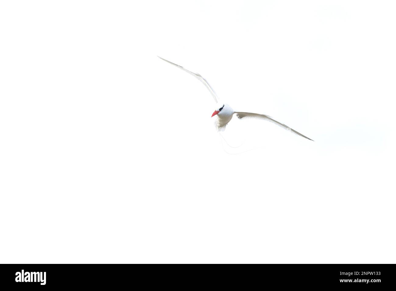 Un petit oiseau à bec rouge (Phaethon aethereus) en vol sur les îles canaries. Banque D'Images
