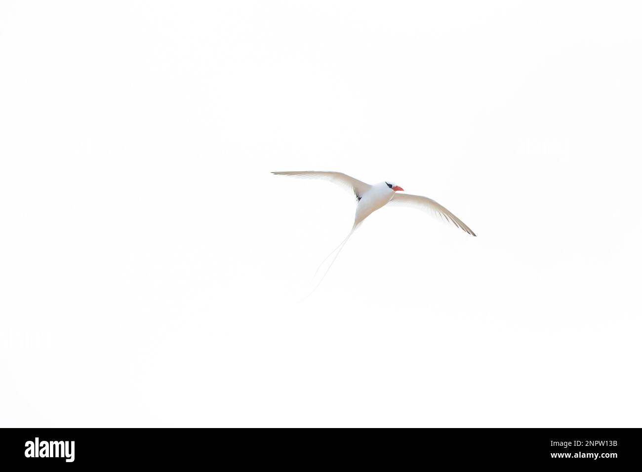 Un petit oiseau à bec rouge (Phaethon aethereus) en vol sur les îles canaries. Banque D'Images