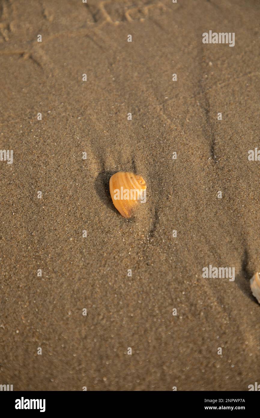 Magnifique coquillages enseveli dans Sand on Beach Banque D'Images