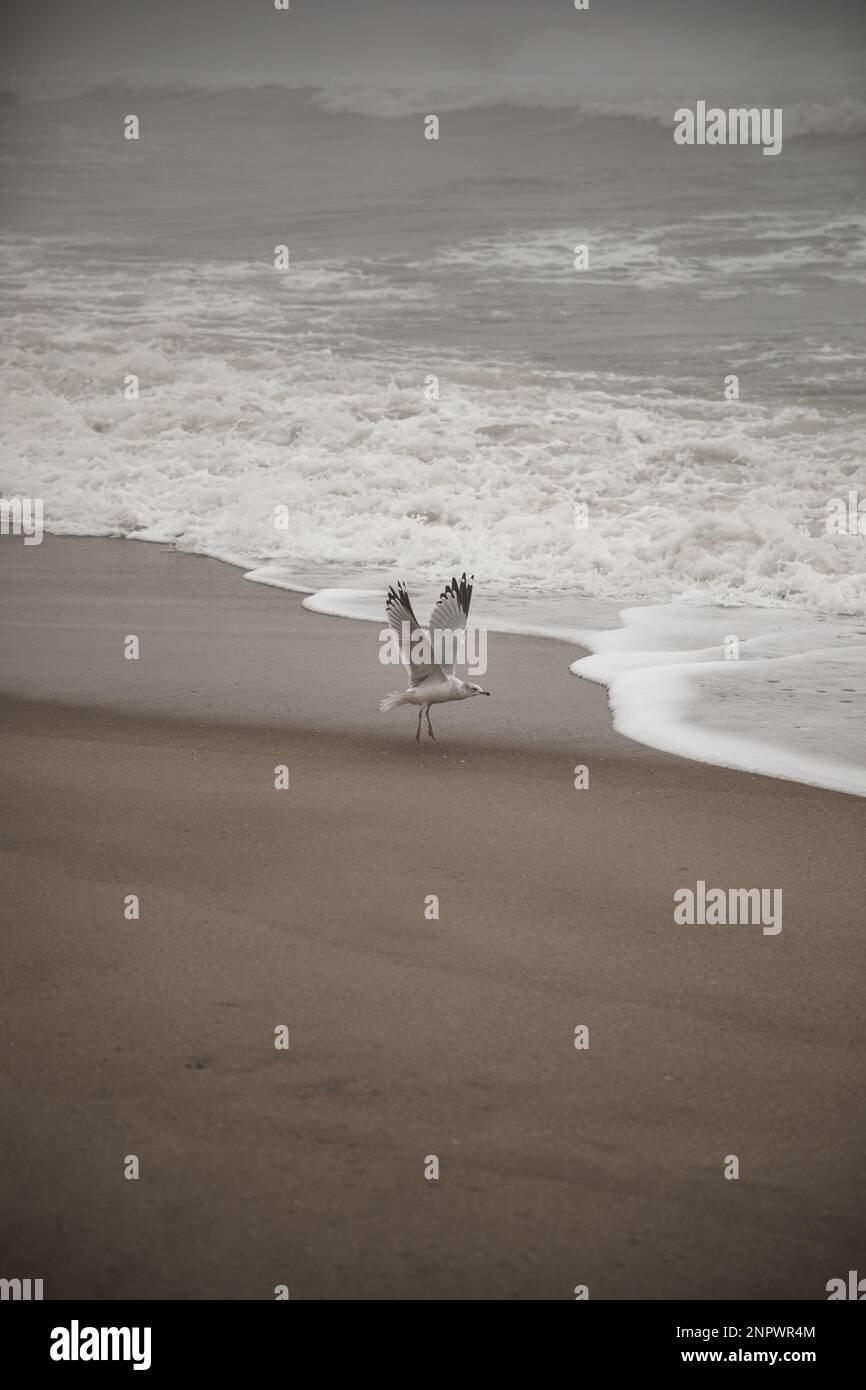 Seagull volant sur Foggy Winter Beach Banque D'Images