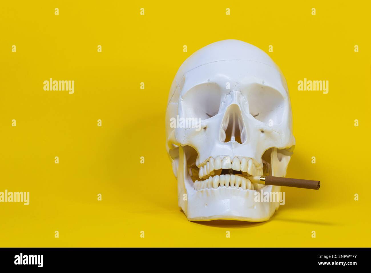 crâne d'un homme avec un squelette d'os de cigarette, un objet, sinistre horreur terrible, avec une cigarette . concept mort de fumer de la nicotine Banque D'Images