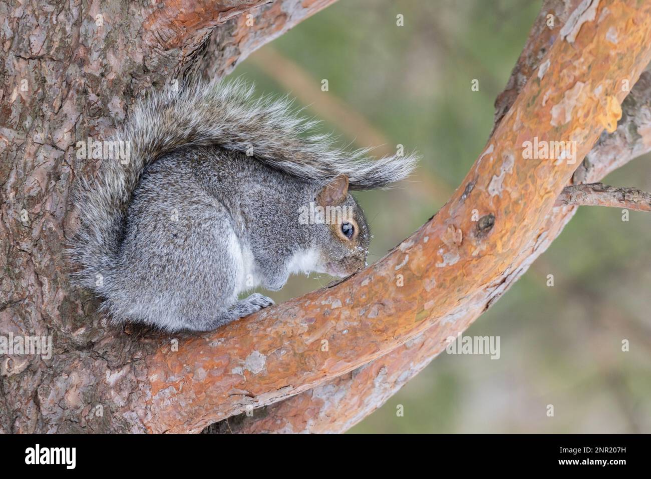 L'écureuil gris (Sciurus carolinensis) en hiver Banque D'Images