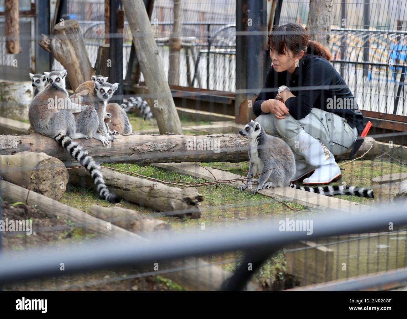 A keeper Wakako Sato takes care of ring-tailed lemurs at closed Asahiyama Zoo in Asahikawa, Hokkaido Prefecture on May 3, 2020. The zoo closes until the end of May.Japan's Prime Minister Shinzo Abe said on May 4th that the government decided an extension of the state of emergency that was declared in early April to prevent the further spread of the country's worsening outbreak of coronavirus COVID-19 until end of May.( The Yomiuri Shimbun via AP Images ) Banque D'Images