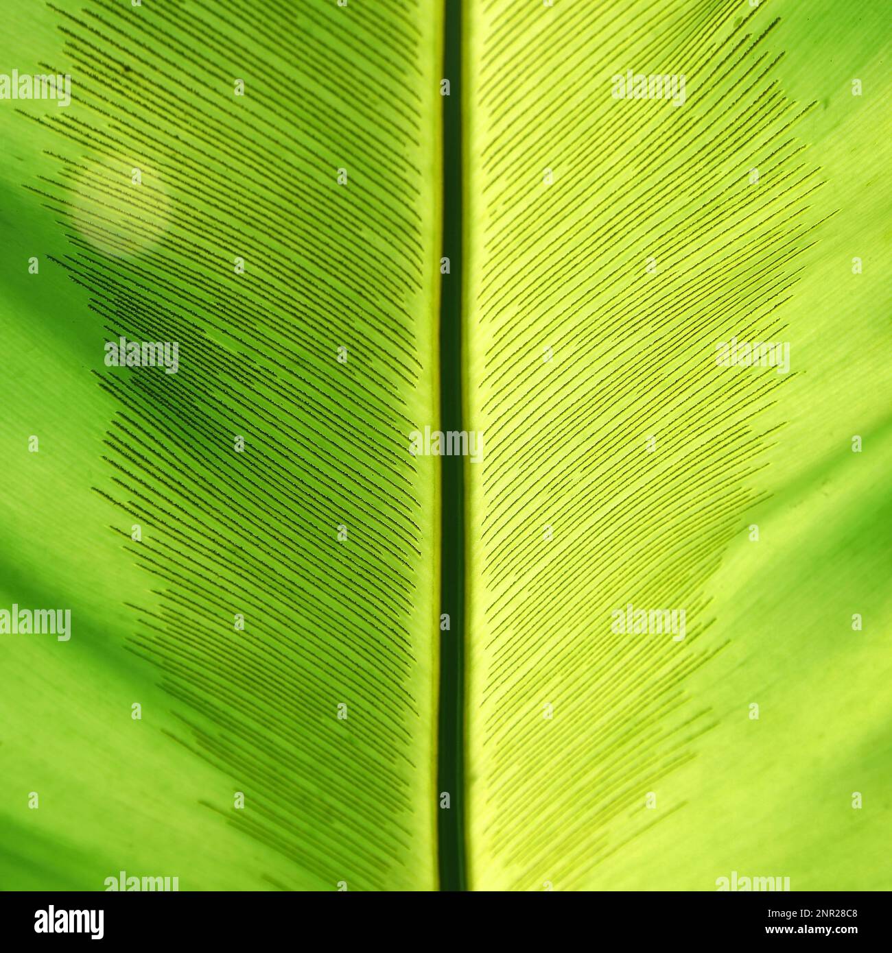 gros plan de la feuille verte comme arrière-plan ou texture Banque D'Images