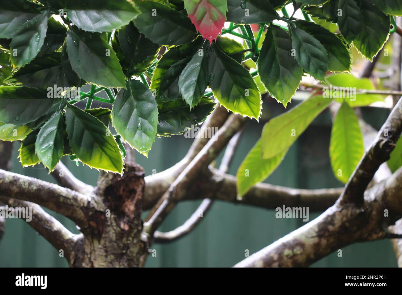 Feuilles rétro-éclairées vert foncé d'un Bush de photinia, mouillées avec des gouttes de pluie Banque D'Images