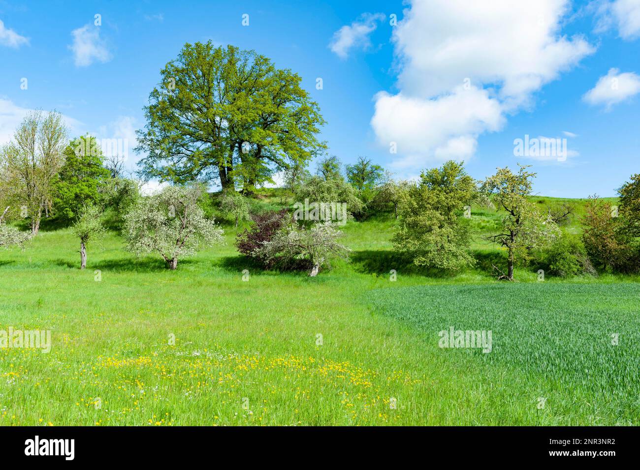 Paysage culturel, prairie, champ, chêne (Quercus), arbres fruitiers, Thuringe, Allemagne Banque D'Images