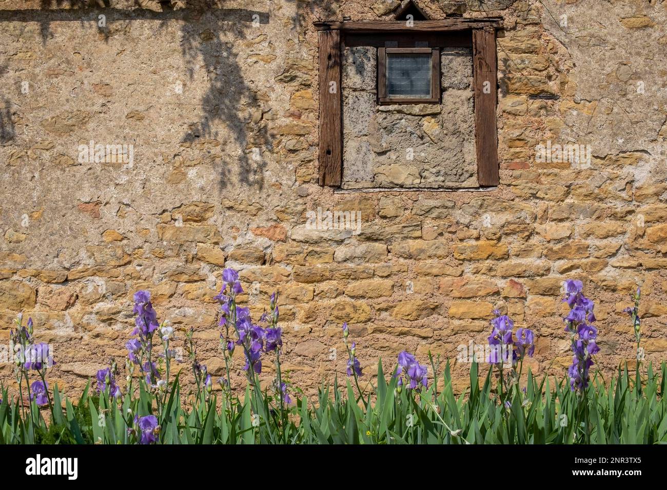 Iris devant le mur en grès Banque D'Images