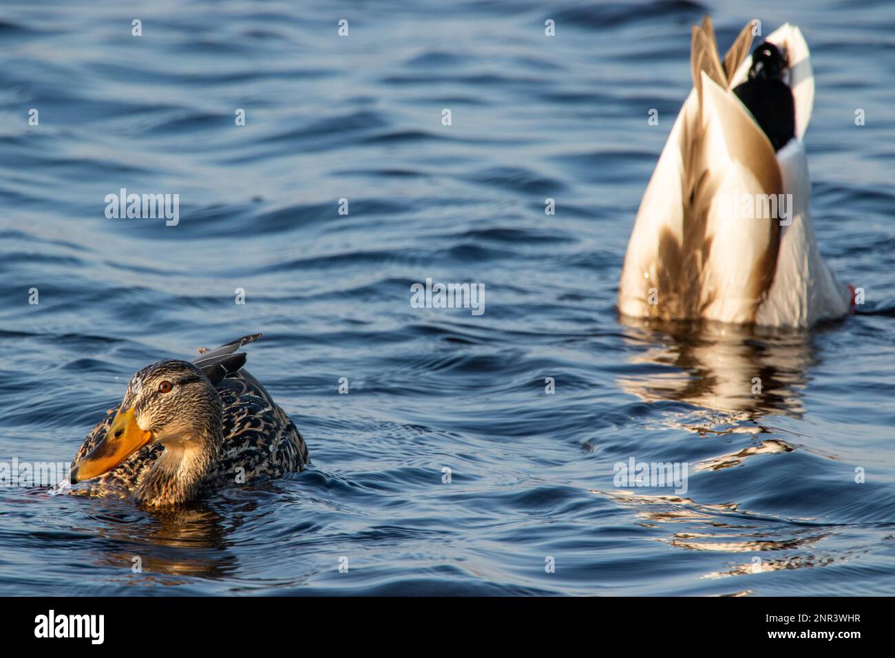 Canard plongeur Banque D'Images