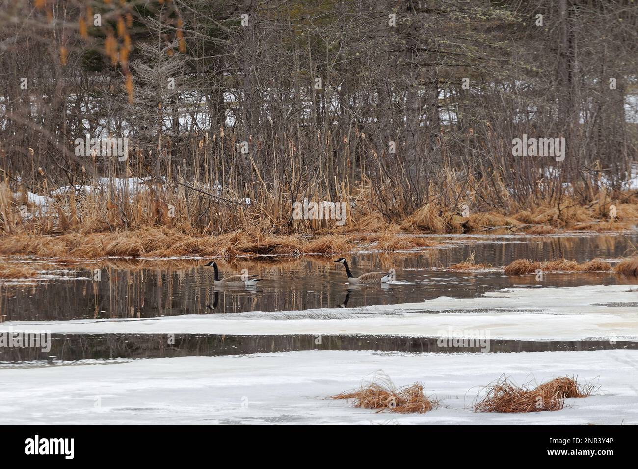 Les oies du Canada nagent dans un marais au début du printemps. Québec, Canada Banque D'Images