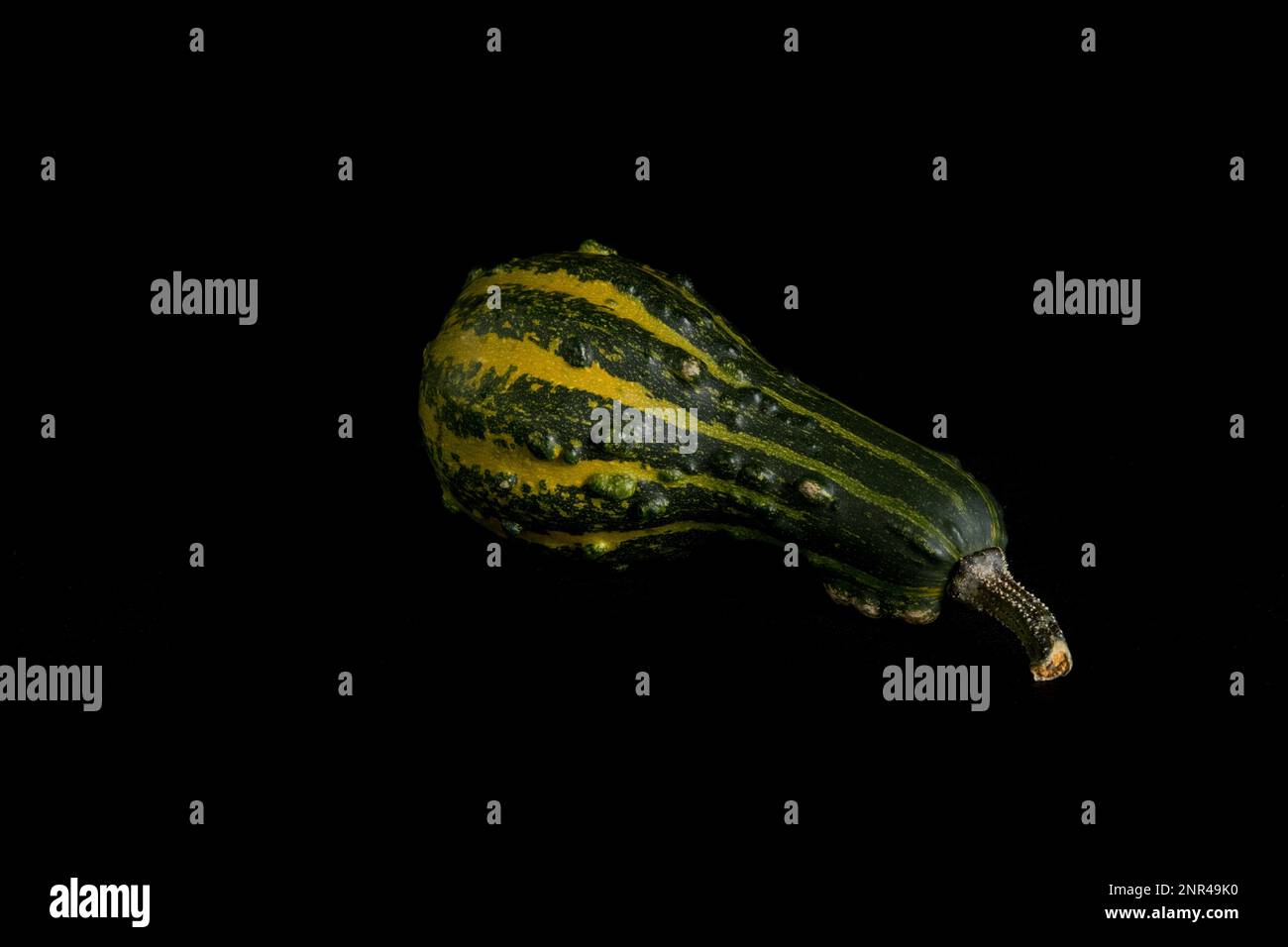 Citrouille colorée sur fond noir. En studio Banque D'Images