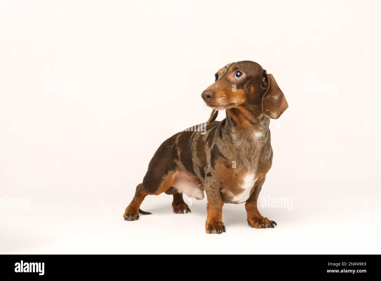 Dachshund de lapin miniature, manteau marbré. Isolé sur un fond blanc en studio Banque D'Images