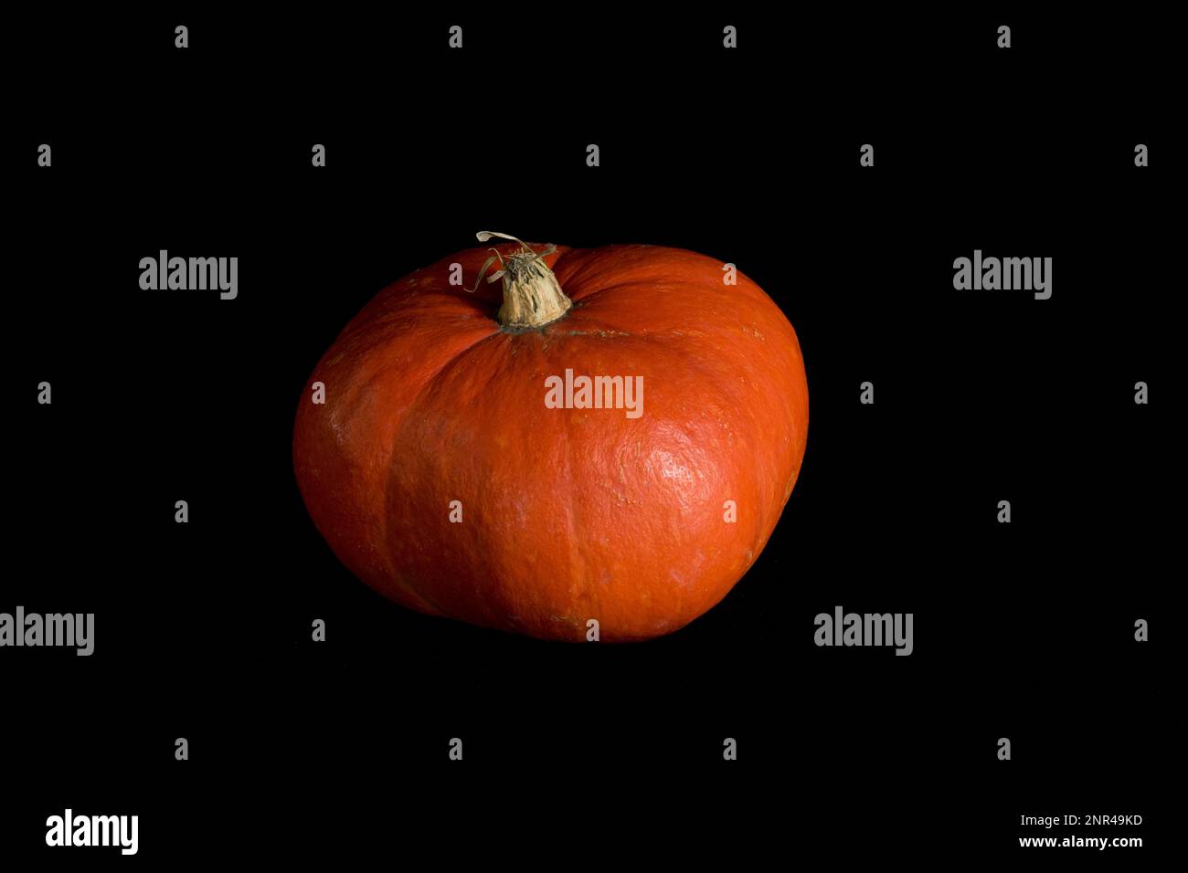 Citrouille colorée sur fond noir. En studio Banque D'Images