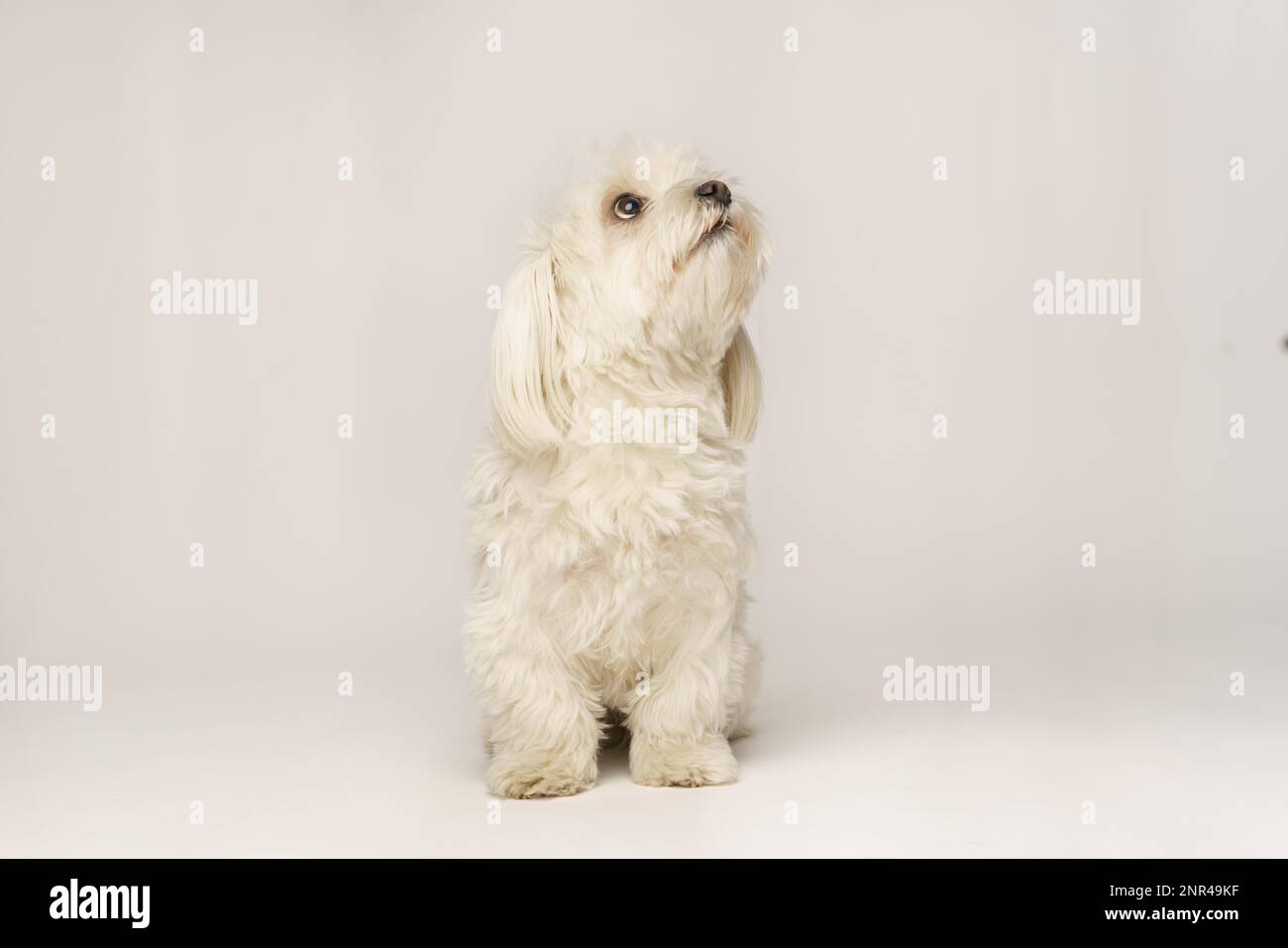 Beau Bichon maltais blanc isolé sur fond blanc en studio Banque D'Images