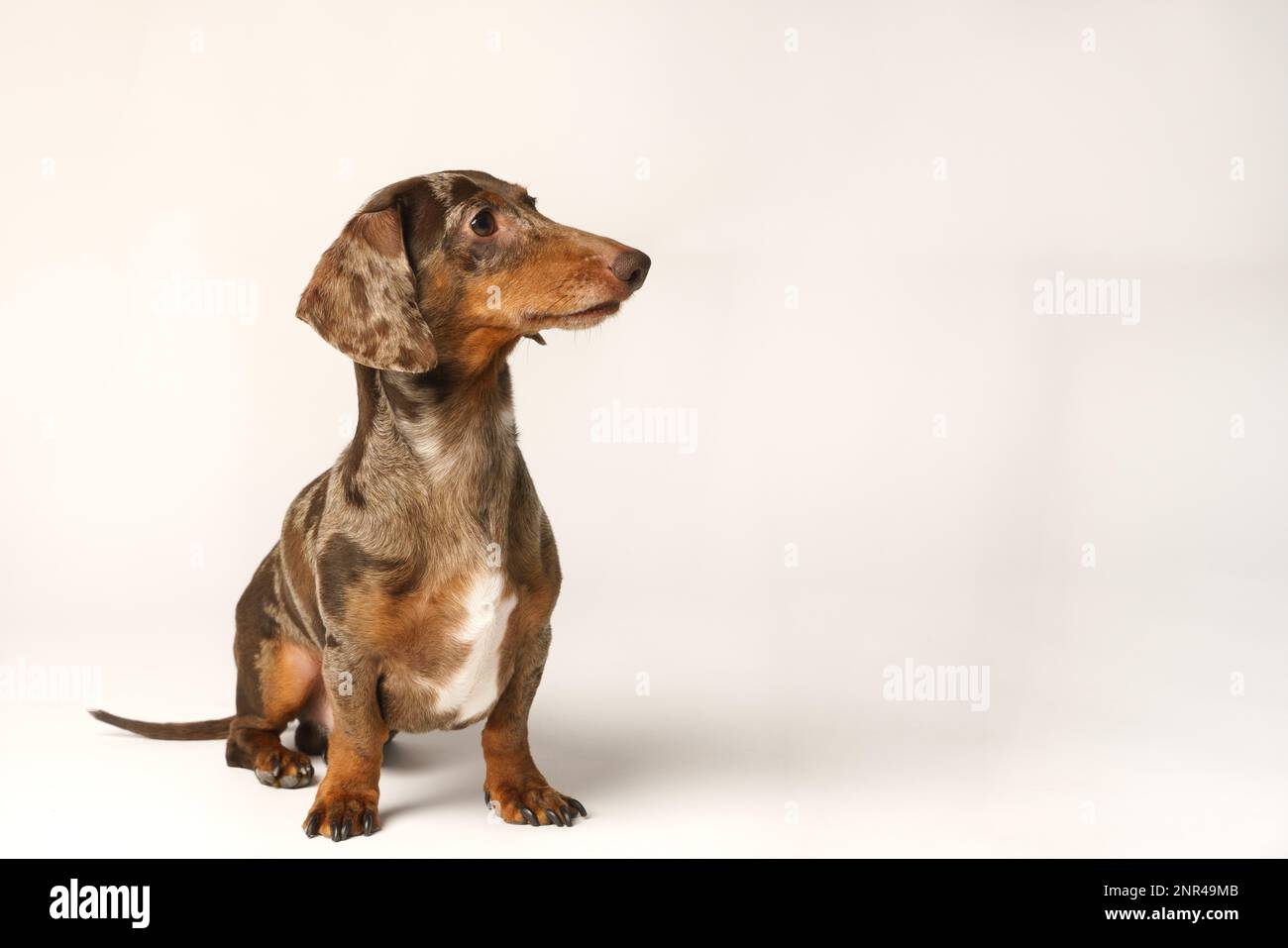 Dachshund de lapin miniature, manteau marbré. Isolé sur un fond blanc en studio Banque D'Images