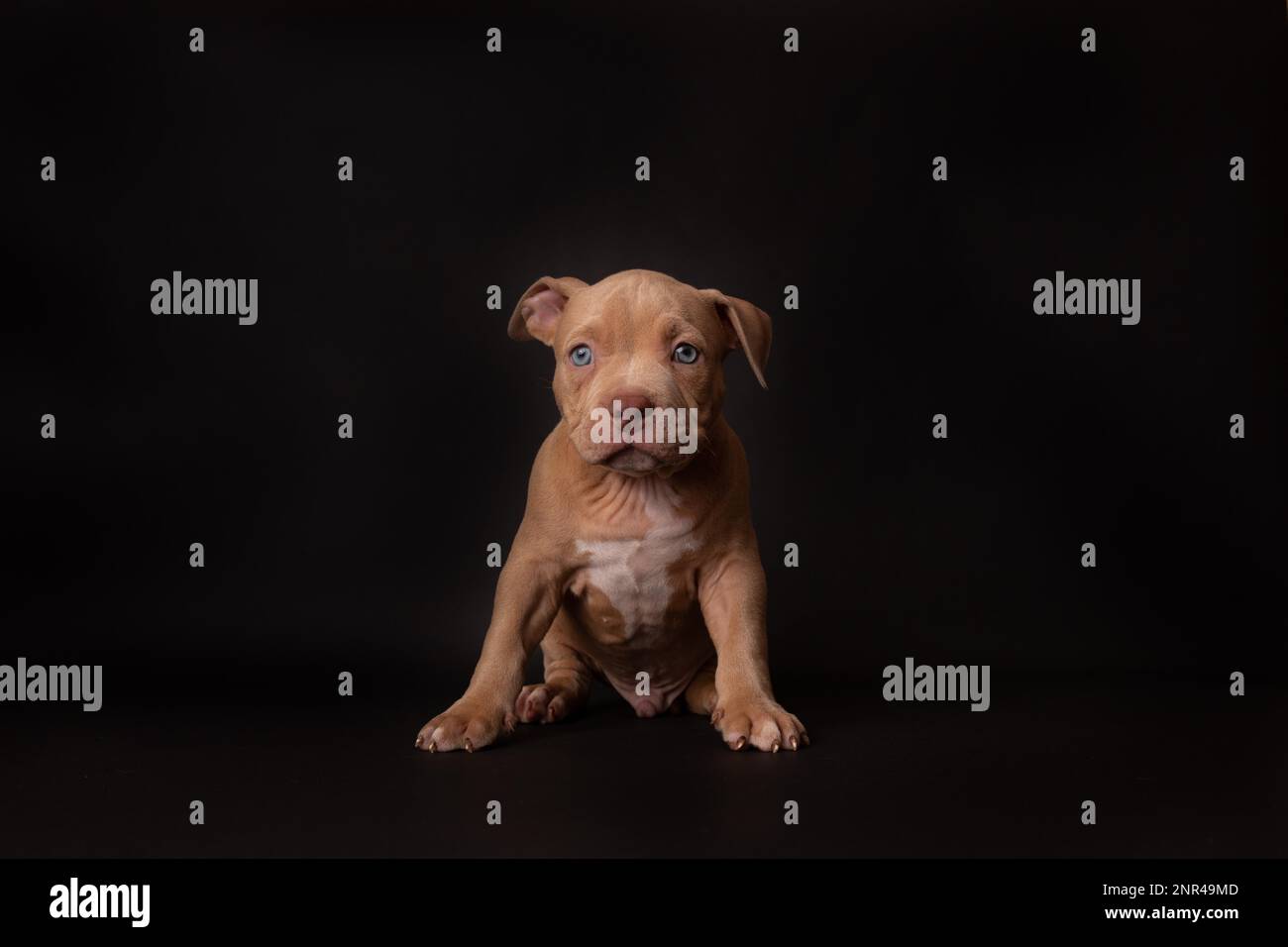 Puppy American Pit Bull Terrier s'assoir en studio sur fond noir Banque D'Images