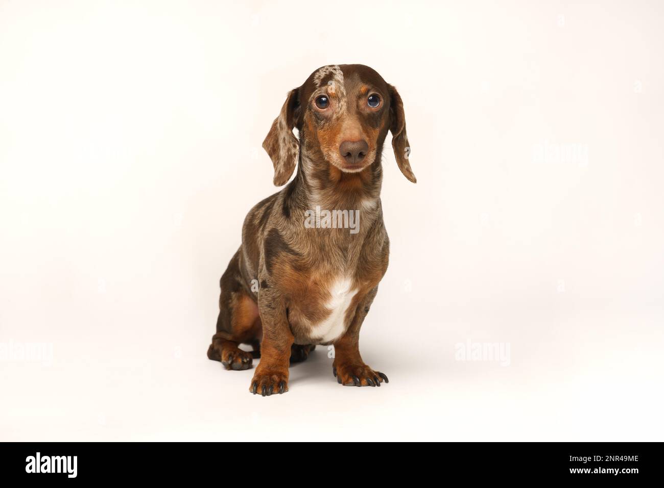 Dachshund de lapin miniature, manteau marbré. Isolé sur un fond blanc en studio Banque D'Images