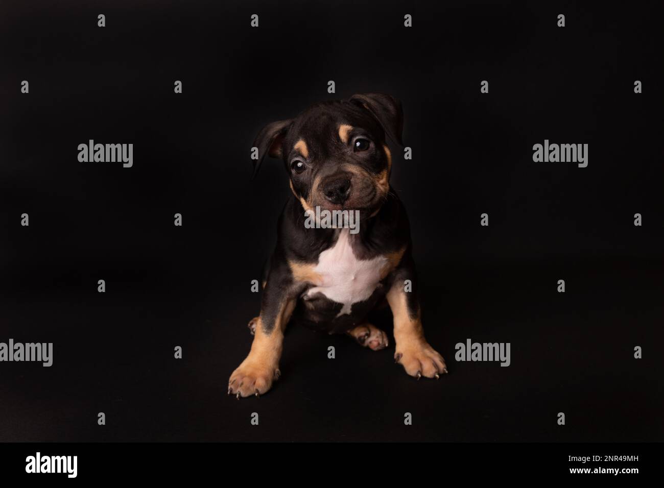 Puppy American Pit Bull Terrier s'assoir en studio sur fond noir Banque D'Images