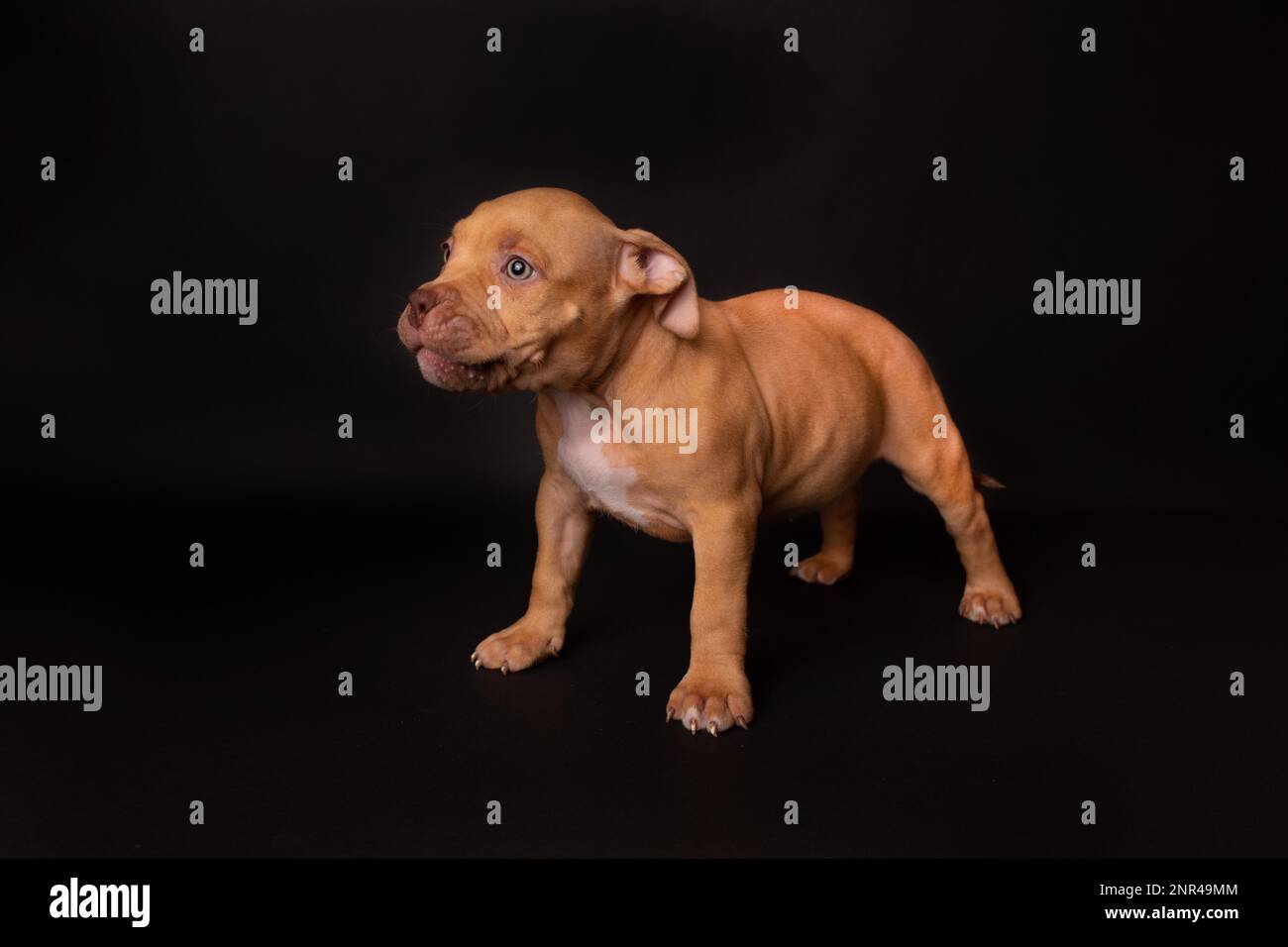 Puppy American Pit Bull Terrier s'assoir en studio sur fond noir Banque D'Images