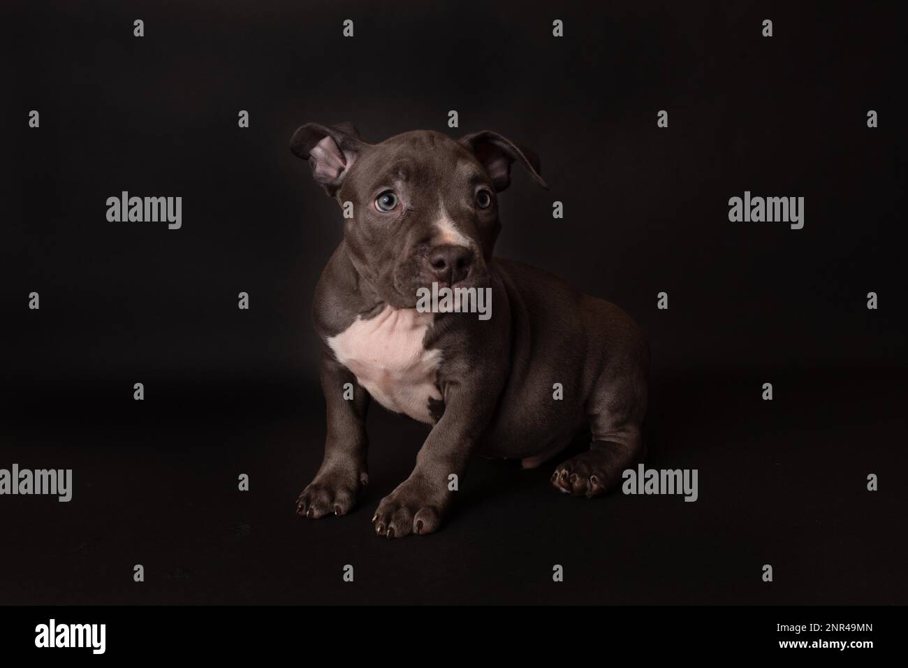 Puppy American Pit Bull Terrier s'assoir en studio sur fond noir Banque D'Images