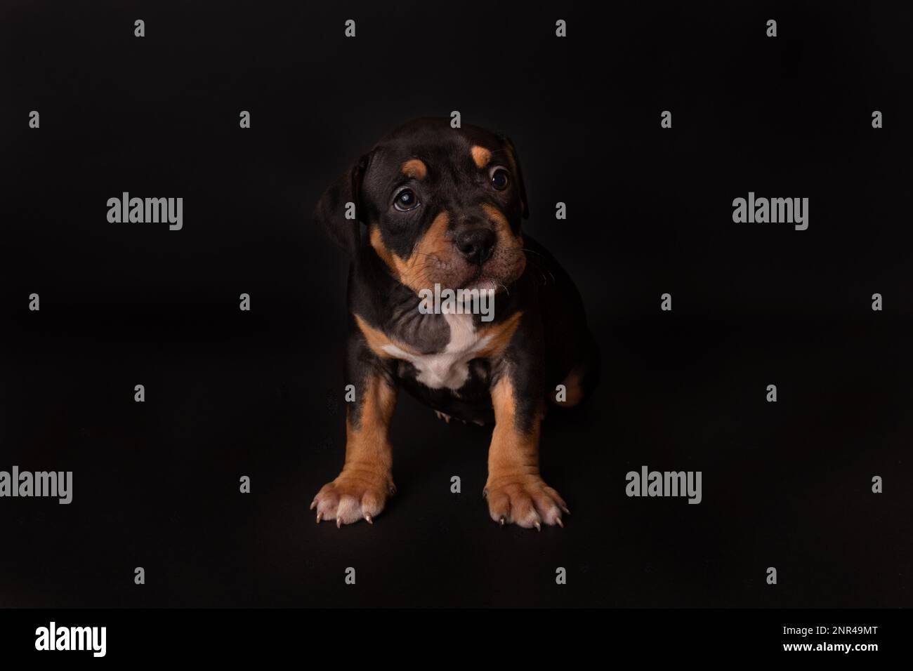 Puppy American Pit Bull Terrier s'assoir en studio sur fond noir Banque D'Images