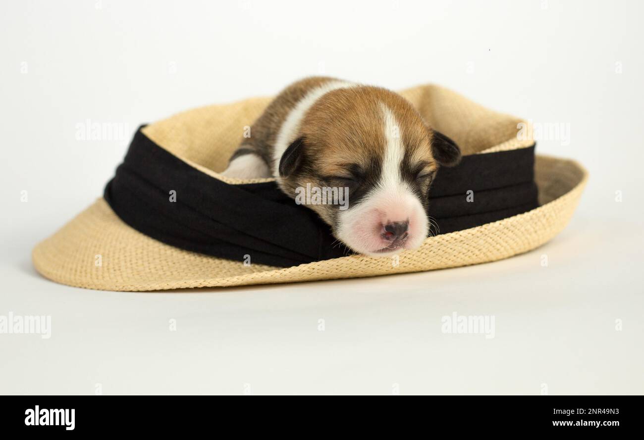 Les chiots âgés de dix jours du Gallois Corgi Pembroke, est isolé sur fond blanc, studio Banque D'Images