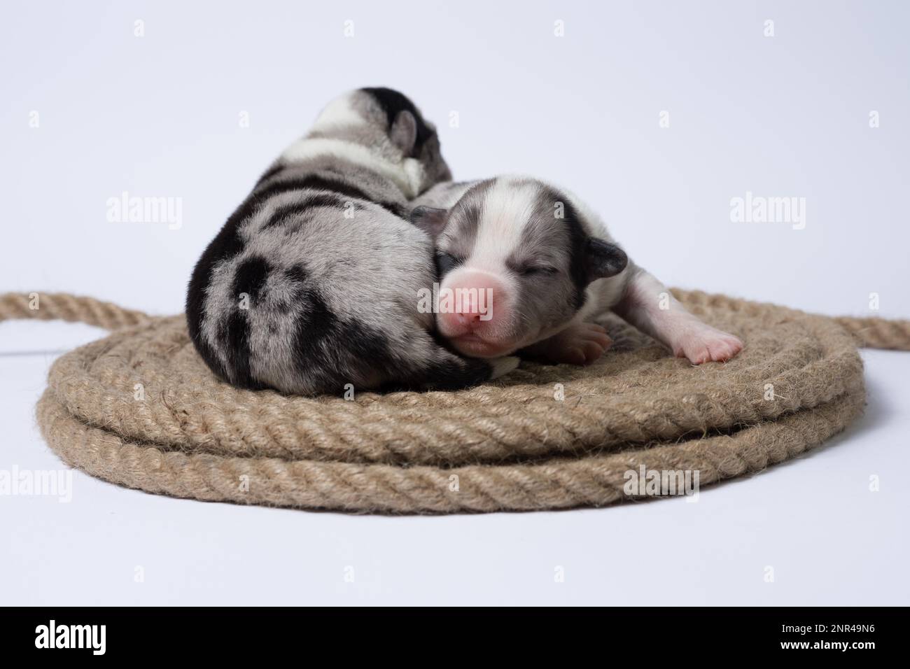 Les chiots âgés de dix jours du Gallois Corgi Pembroke, est isolé sur fond blanc, studio Banque D'Images