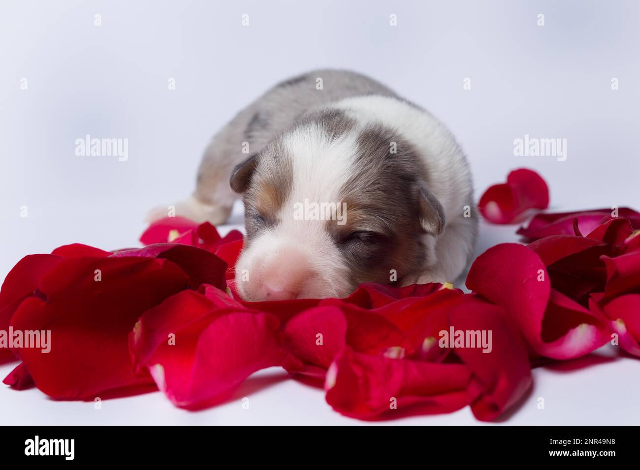 Les chiots âgés de dix jours du Gallois Corgi Pembroke, est isolé sur fond blanc, studio Banque D'Images