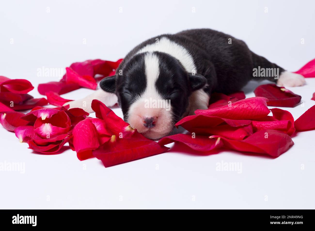 Les chiots âgés de dix jours du Gallois Corgi Pembroke, est isolé sur fond blanc, studio Banque D'Images