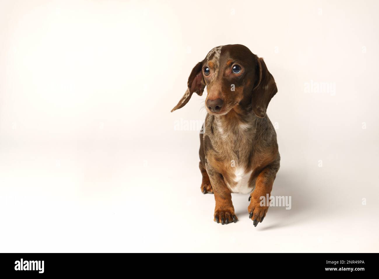 Dachshund de lapin miniature, manteau marbré. Isolé sur un fond blanc en studio Banque D'Images