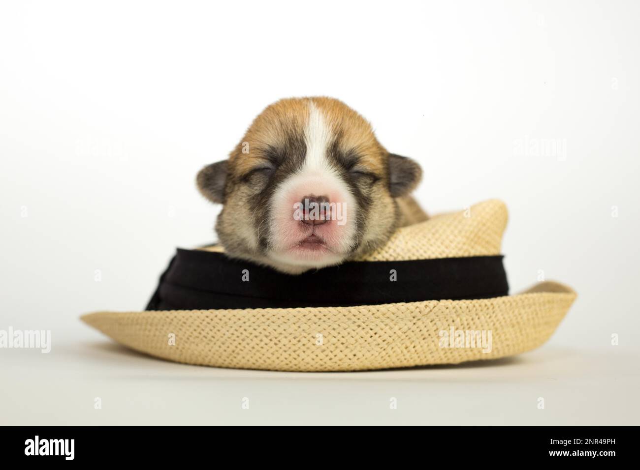 Les chiots âgés de dix jours du Gallois Corgi Pembroke, est isolé sur fond blanc, studio Banque D'Images