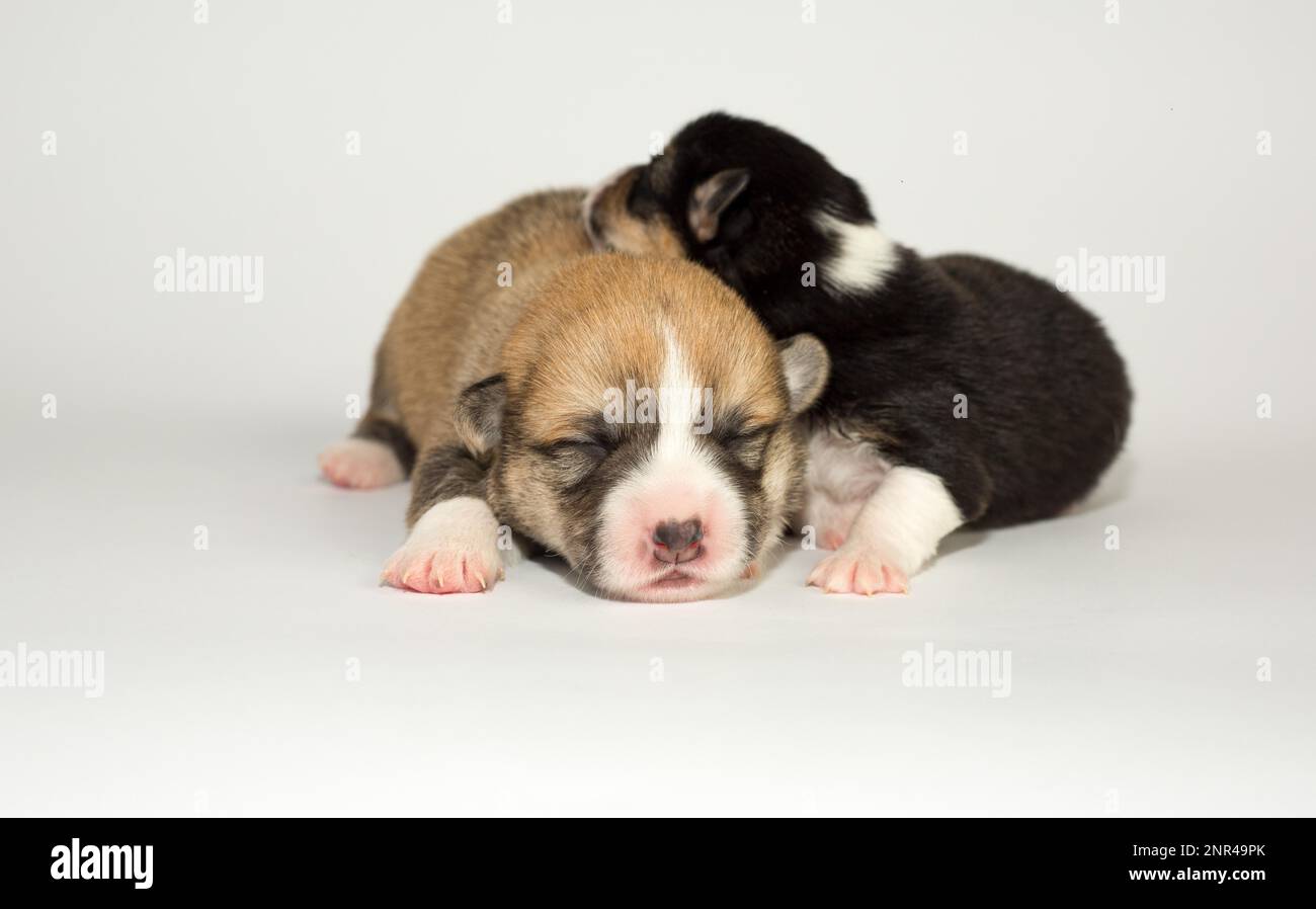 Les chiots âgés de dix jours du Gallois Corgi Pembroke, est isolé sur fond blanc, studio Banque D'Images